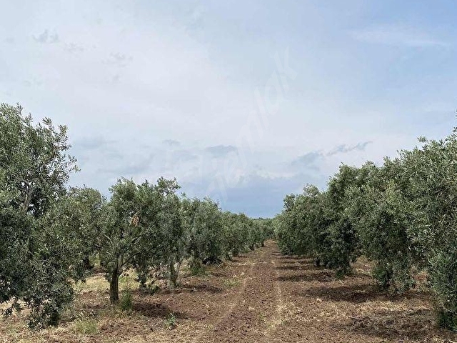 AKHİSARA 10 KM KAPAKLI KÖYÜNDE SATILIK ZEYTİNLİK HOBİ BAHÇESİ - Görsel 8