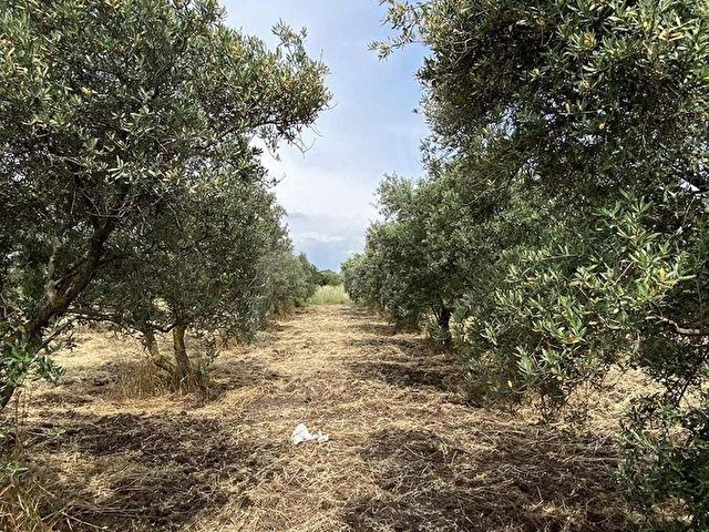 AKHİSARA 10 KM KAPAKLI KÖYÜNDE SATILIK ZEYTİNLİK HOBİ BAHÇESİ - Görsel 13
