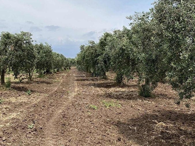 AKHİSARA 10 KM KAPAKLI KÖYÜNDE SATILIK ZEYTİNLİK HOBİ BAHÇESİ - Görsel 7