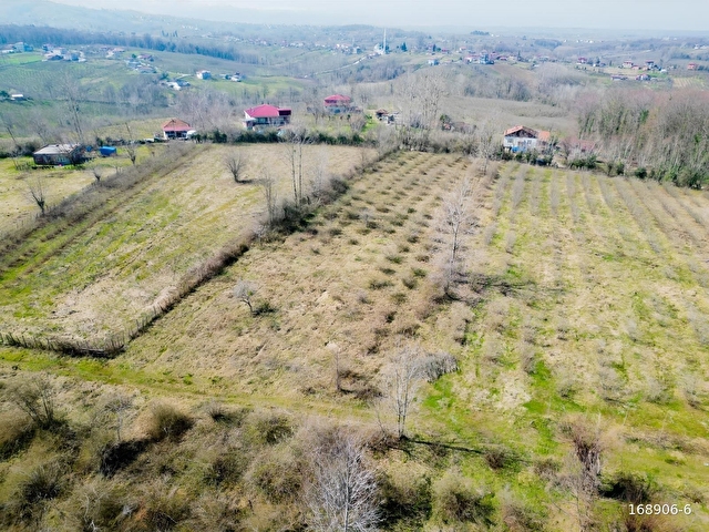 Terme, Bazlamaç/Hacıali de SATILIK EV YAPIMINA UYGUN FINDIKLIK - Görsel 11