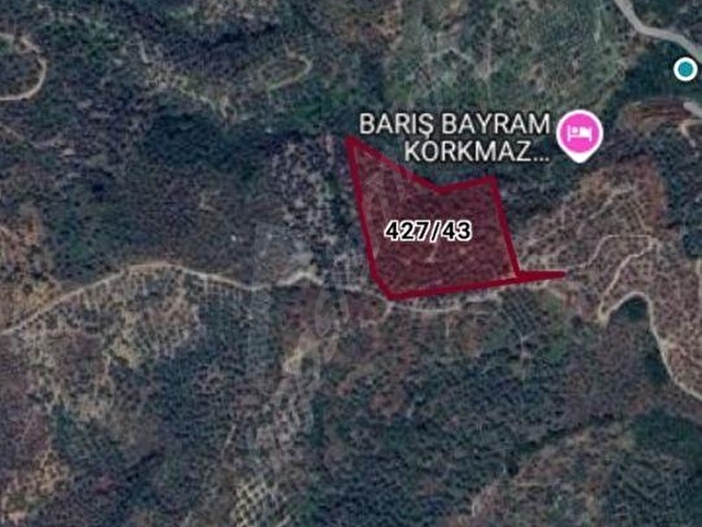 ŞİRİNCE’DE DOĞAYLA İÇ İÇE  SATILIK ZEYTİNLİK ARAZİ - Görsel 2