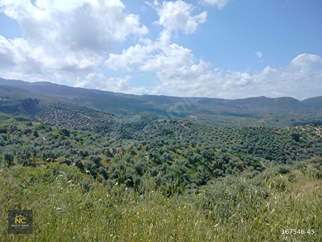 ŞİRİNCE’DE DOĞAYLA İÇ İÇE  SATILIK ZEYTİNLİK ARAZİ - Görsel 8