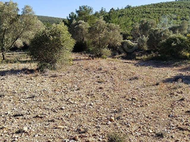 URLA KADIOVACIK MEVKİNDE SATILIK 9000 M2 ZEYTİNLİK-TARLA - Görsel 7