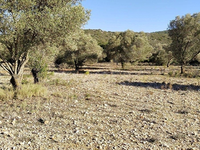 URLA KADIOVACIK MEVKİNDE SATILIK 9000 M2 ZEYTİNLİK-TARLA - Görsel 8