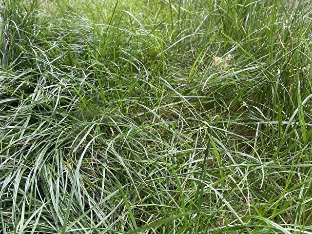 Satılık tarla