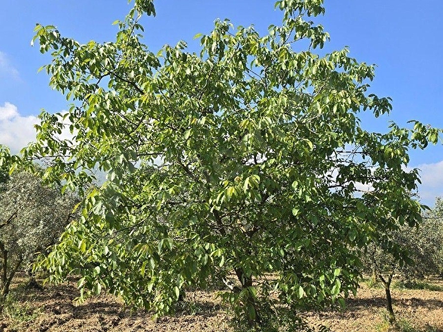 SARAYDAN BURSA ORHANGAZİ YENİGÜRLEDE ANA ASFALTA 2.PARSEL TARLA - Görsel 25