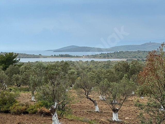 Ayvalık Cunda Adası Arkasında Satılık 12 Dönüm Deniz Manzaralı Zeytinlik