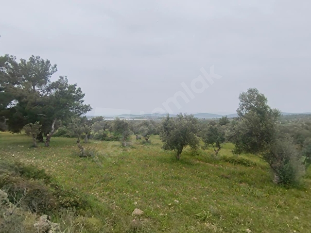 Ayvalık Cunda Adası Arkasında Satılık 12 Dönüm Deniz Manzaralı Zeytinlik - Görsel 4