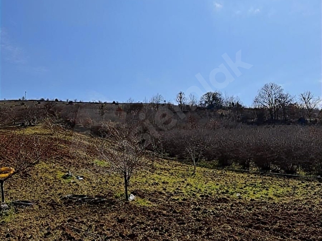 PUSULA GAYRİMENKULDEN SÜLEYMANİYE DE SATILIK TARLA - Görsel 4
