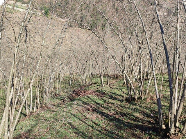 ORDU ULUBEY KIRANYAĞMUR DA SATILIK 2 ADET FINDIK BAHÇESI - Görsel 30