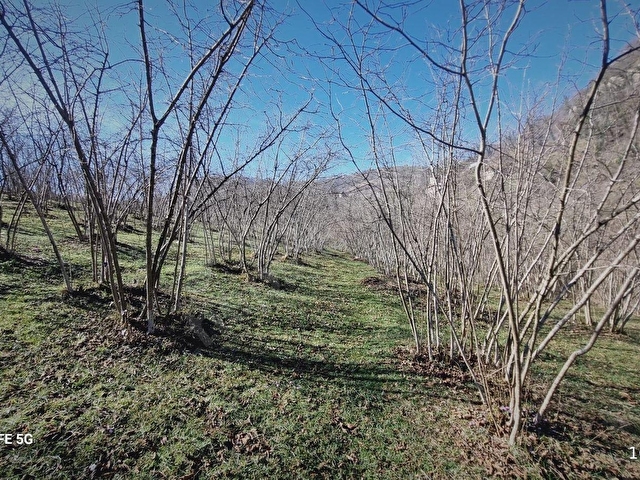 ORDU ULUBEY KIRANYAĞMUR DA SATILIK 2 ADET FINDIK BAHÇESI - Görsel 8