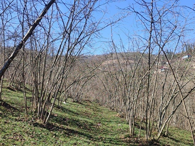 ORDU ULUBEY KIRANYAĞMUR DA SATILIK 2 ADET FINDIK BAHÇESI - Görsel 24