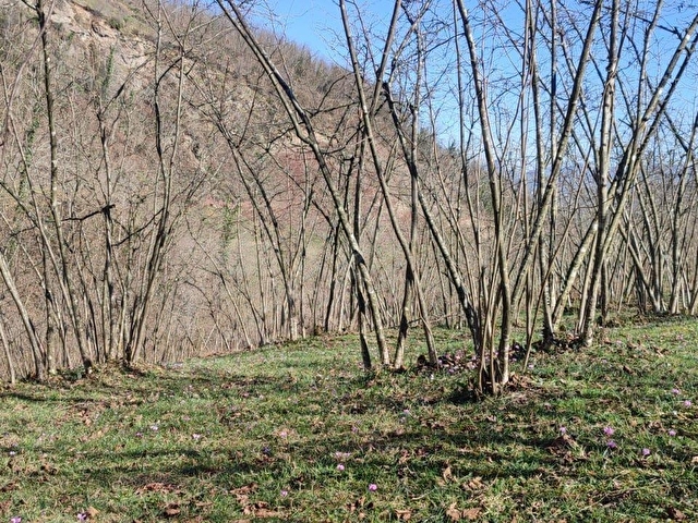 ORDU ULUBEY KIRANYAĞMUR DA SATILIK 2 ADET FINDIK BAHÇESI - Görsel 27