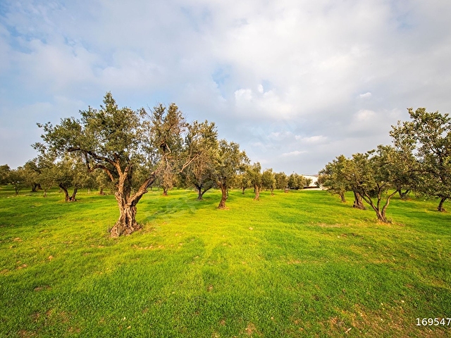 Foça Yeniköy Mahallesi 7028m2 Tarla, Zeytin Ağaçları ve Evler - Görsel 6