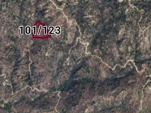 Muğla Milas Karahayıt Mahallesinde Satılık Zeytinlik