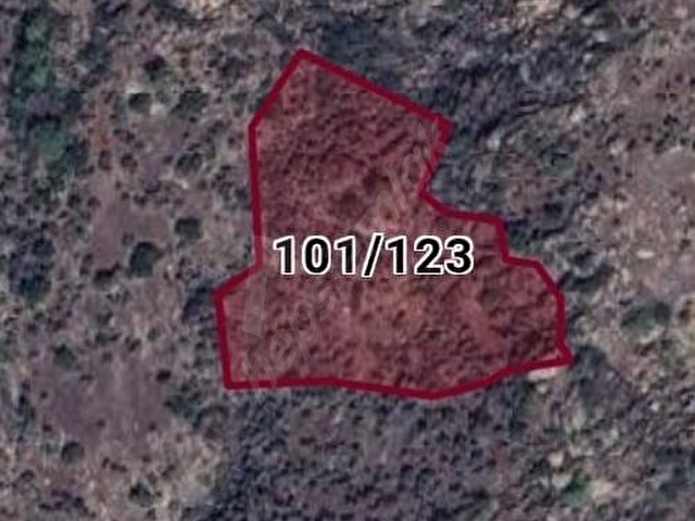 Muğla Milas Karahayıt Mahallesinde Satılık Zeytinlik - Görsel 4