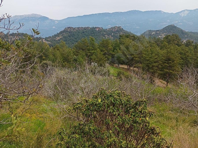 KARACAÖREN 1440m2 CEVİZ BAHCESİ - Görsel 12