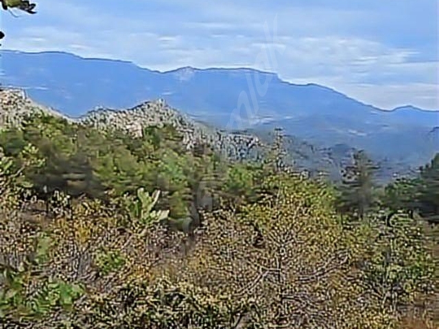 KARACAÖREN 1440m2 CEVİZ BAHCESİ
