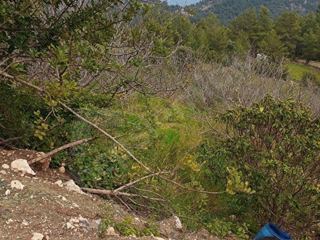 KARACAÖREN 1440m2 CEVİZ BAHCESİ - Görsel 4