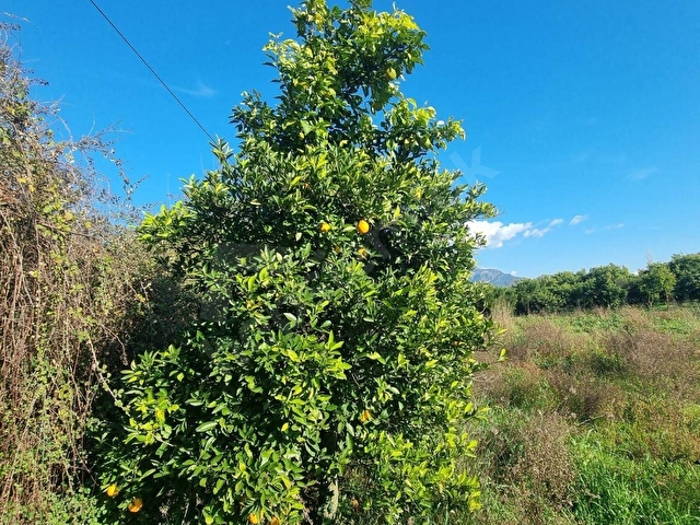 ROTADAN TOPARLARDA 3597m2 ACİL SATILIK KELEPİR TARLA - Görsel 11