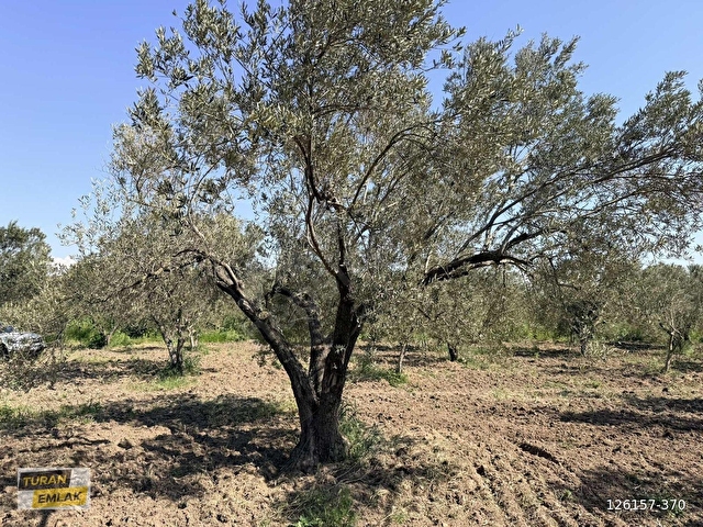 ÇANAKKALE EZİNE MECİDİYE KÖYÜNDE 29.200 m² ZEYTİNLİK - Görsel 10