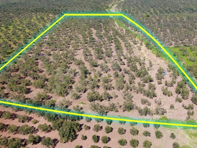 ÇANAKKALE EZİNE MECİDİYE KÖYÜNDE 29.200 m² ZEYTİNLİK - Görsel 6