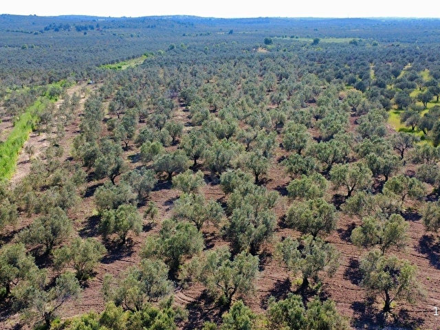 ÇANAKKALE EZİNE MECİDİYE KÖYÜNDE 29.200 m² ZEYTİNLİK - Görsel 7