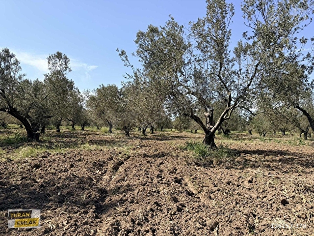 ÇANAKKALE EZİNE MECİDİYE KÖYÜNDE 29.200 m² ZEYTİNLİK - Görsel 14