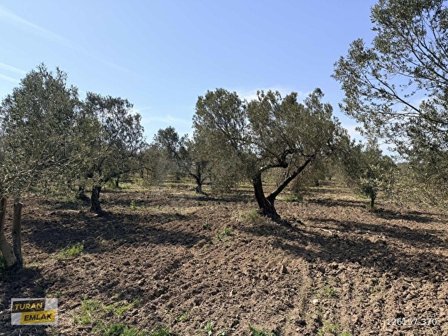 ÇANAKKALE EZİNE MECİDİYE KÖYÜNDE 29.200 m² ZEYTİNLİK - Görsel 23