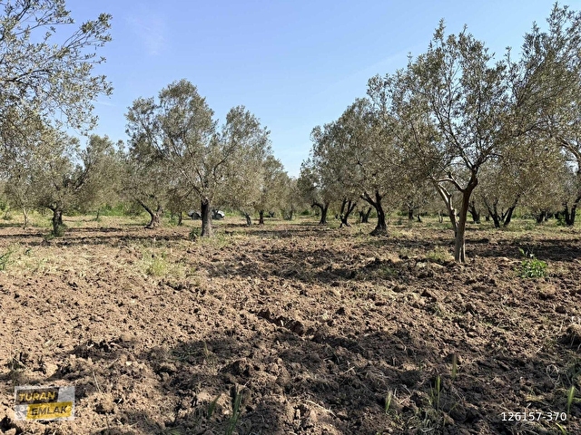 ÇANAKKALE EZİNE MECİDİYE KÖYÜNDE 29.200 m² ZEYTİNLİK - Görsel 15