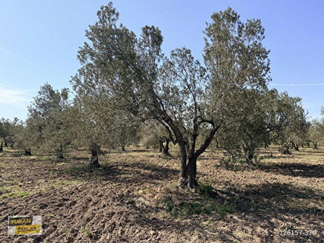 ÇANAKKALE EZİNE MECİDİYE KÖYÜNDE 29.200 m² ZEYTİNLİK - Görsel 4