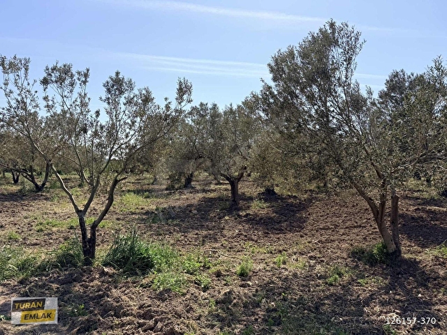 ÇANAKKALE EZİNE MECİDİYE KÖYÜNDE 29.200 m² ZEYTİNLİK - Görsel 22