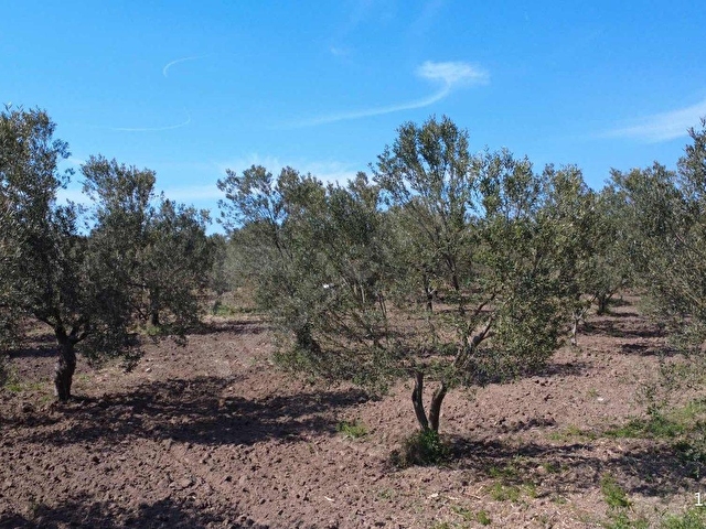 ÇANAKKALE EZİNE MECİDİYE KÖYÜNDE 29.200 m² ZEYTİNLİK - Görsel 25