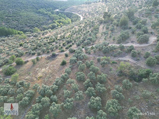 Yatağan Dere Mah. Yürüme mesafesinde 6800 m2 yolu olan zeytinlik - Görsel 23