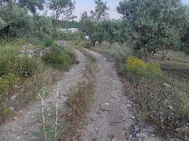 Yatağan Dere Mah. Yürüme mesafesinde 6800 m2 yolu olan zeytinlik - Görsel 7