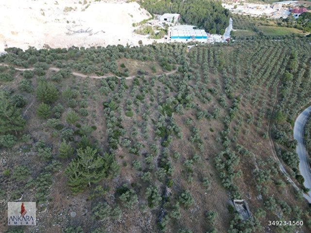 Yatağan Dere Mah. Yürüme mesafesinde 6800 m2 yolu olan zeytinlik - Görsel 19