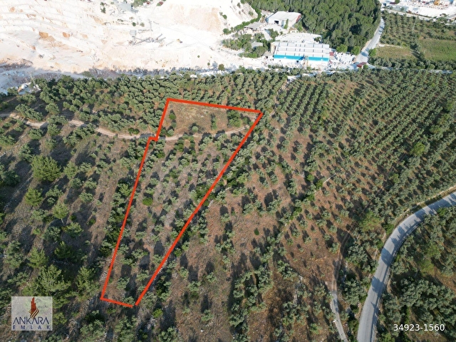 Yatağan Dere Mah. Yürüme mesafesinde 6800 m2 yolu olan zeytinlik - Görsel 4