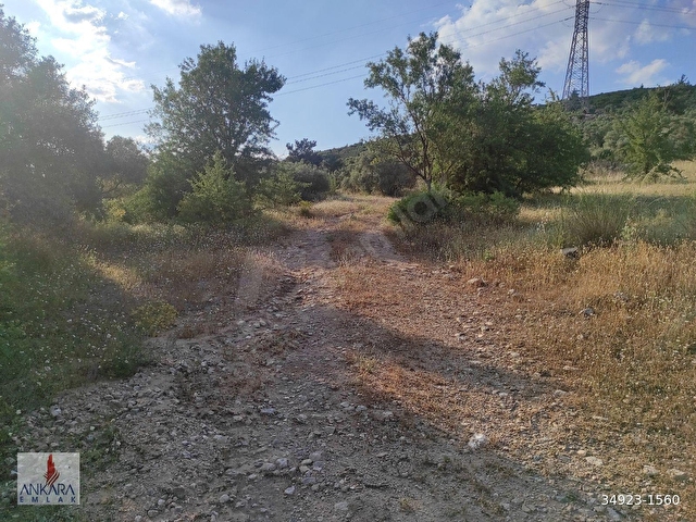 Yatağan Dere Mah. Yürüme mesafesinde 6800 m2 yolu olan zeytinlik - Görsel 11