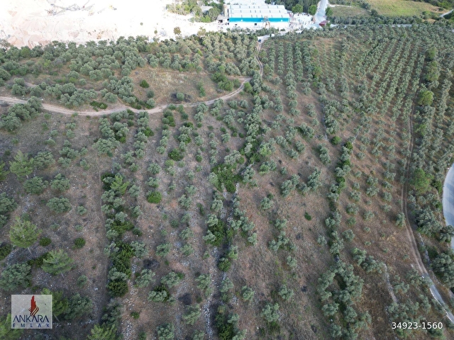 Yatağan Dere Mah. Yürüme mesafesinde 6800 m2 yolu olan zeytinlik - Görsel 18
