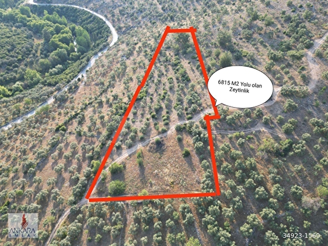 Yatağan Dere Mah. Yürüme mesafesinde 6800 m2 yolu olan zeytinlik - Görsel 2