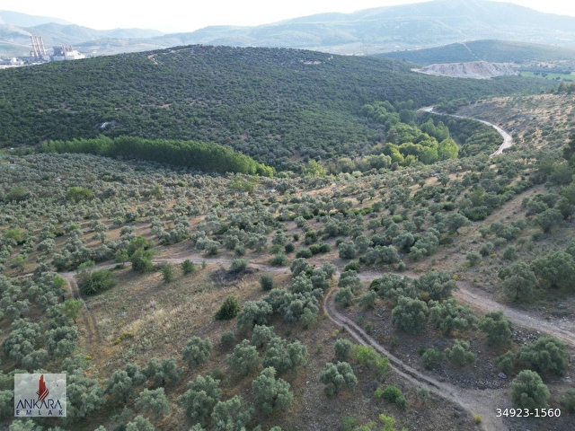Yatağan Dere Mah. Yürüme mesafesinde 6800 m2 yolu olan zeytinlik - Görsel 16