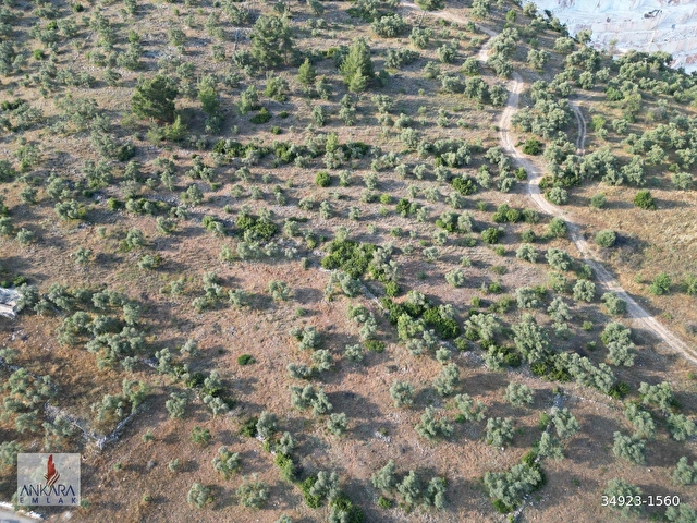 Yatağan Dere Mah. Yürüme mesafesinde 6800 m2 yolu olan zeytinlik - Görsel 21