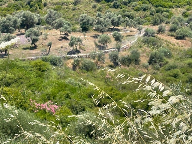 Bodrum Gökpınar Köyünde 817 m2 Zeytinlik - Görsel 13