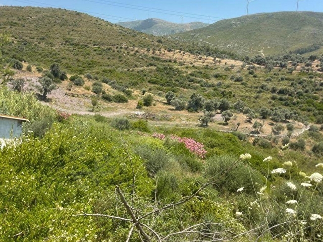 Bodrum Gökpınar Köyünde 817 m2 Zeytinlik - Görsel 6