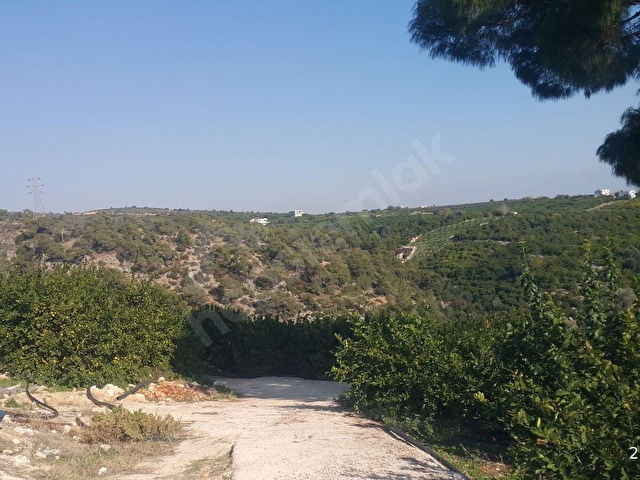 mezitli tece satılık deniz manzaralı limon bahçesi - Görsel 4