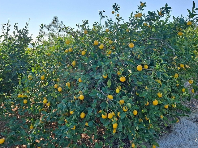 mezitli tece satılık deniz manzaralı limon bahçesi - Görsel 7