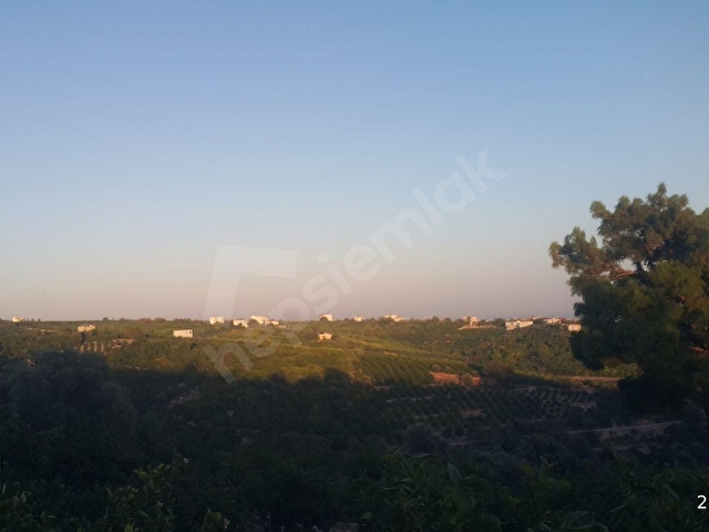 mezitli tece satılık deniz manzaralı limon bahçesi - Görsel 25