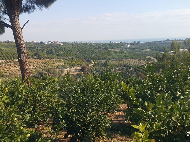 mezitli tece satılık deniz manzaralı limon bahçesi - Görsel 5