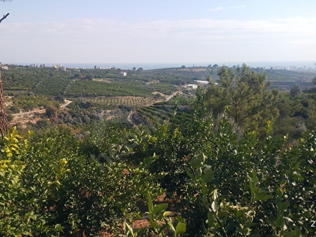 mezitli tece satılık deniz manzaralı limon bahçesi - Görsel 8