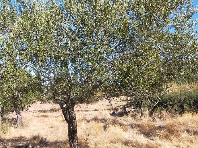 SAADET KORKMAZdan Katıralanında Satılık 23 Dönüm Baraja140 Metre Tarla - Görsel 15